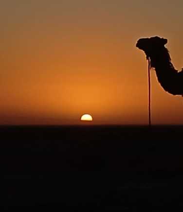 Camel at sunset on Sahara Desert trek