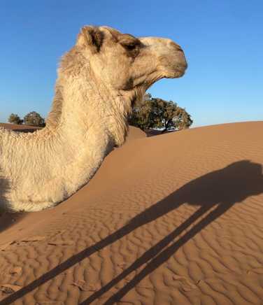 camel-in-the-evening-sun