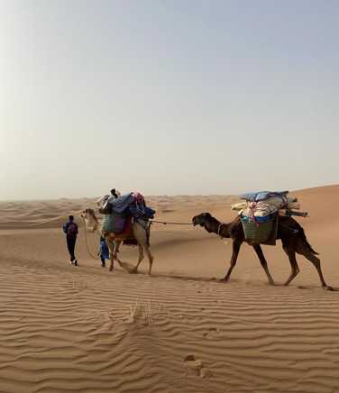 camels-leading-the-way-through-the-dunes