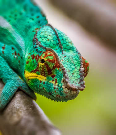 Chameleon on Reunion Island