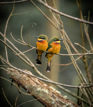 Cinamon Chested Bee Eaters in Bwindi Impenetrable National Park
