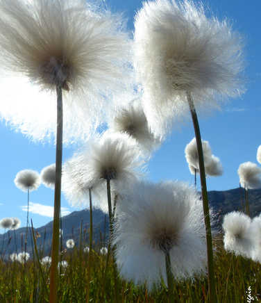 Cotton grass in Greenland