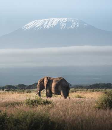 Elephant in front of the Mount Kilimanjaro