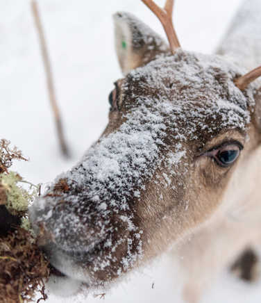feeding-the-reindeer-at-the-farm