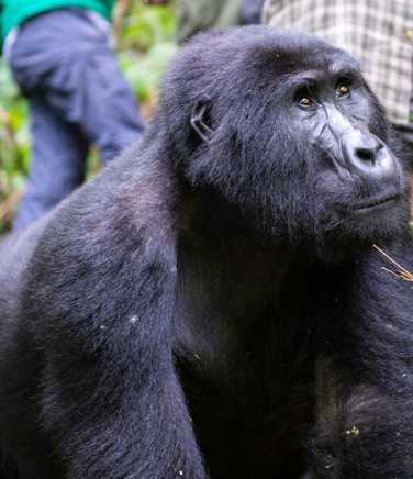 Female mountain gorilla with trekkers in the background