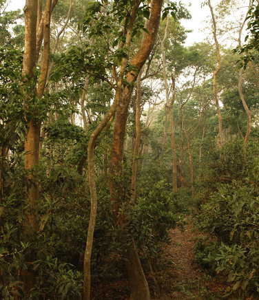 Jungle in Chitwan National Park