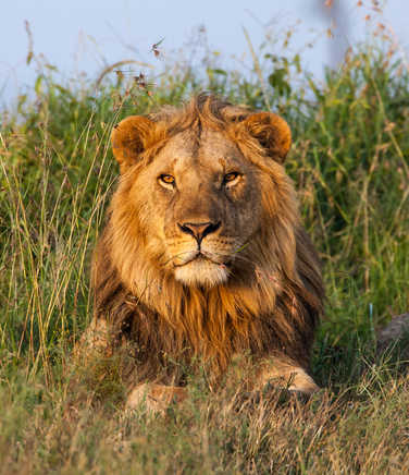 Lion, Tanzania Safari