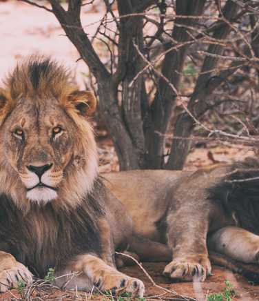 Lions relaxing in the savannah