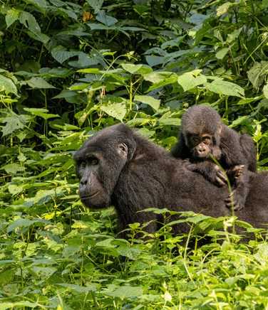 Mother and baby gorilla in Bwindi, Uganda