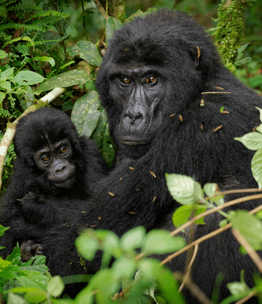 Mother and young grauer gorillas resting together in forest