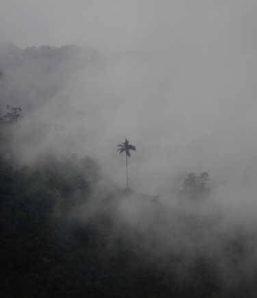 Mystic palm tree in the rainforest