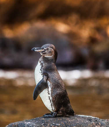 Penguin on Isabela Island