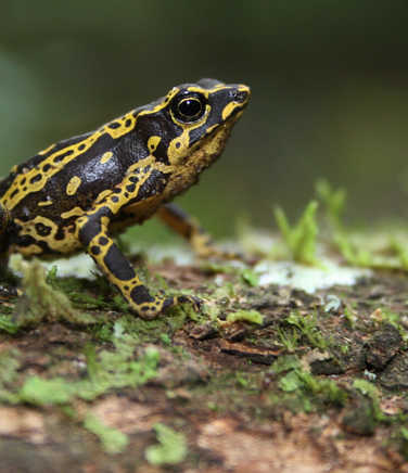 poison-dart-frog