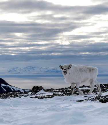 Reindeer in Svalbard