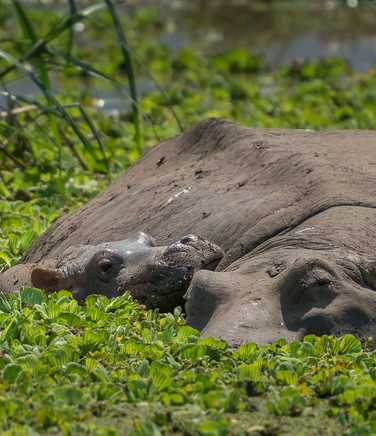 Rhino in the Serengeti National Park