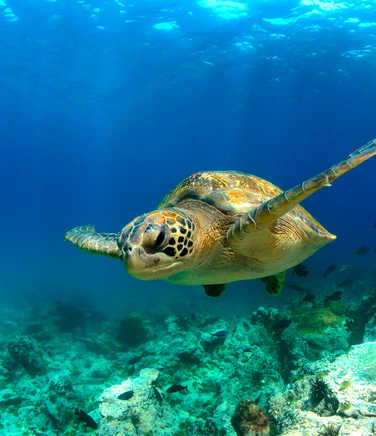 Sea turtle in Galapagos