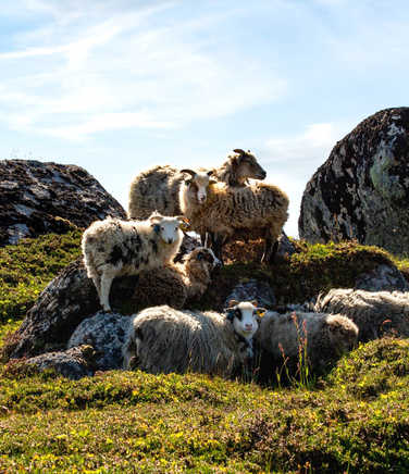 Sheeps in Lofoten islands