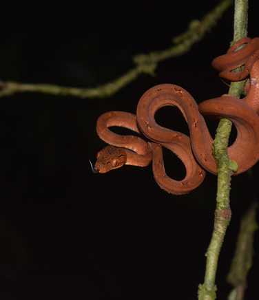 small-tree-snake-nearby-camp