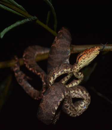 snake-curls-around-branch