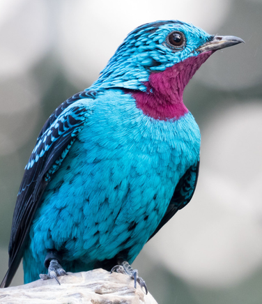 Spangled cotina