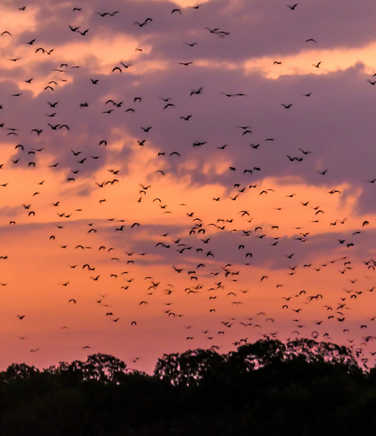 Sunda Flying Foxes flying out of their cave in search for food during sunset in Komodo National Park