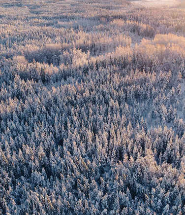 Taiga-forest-in-Finland