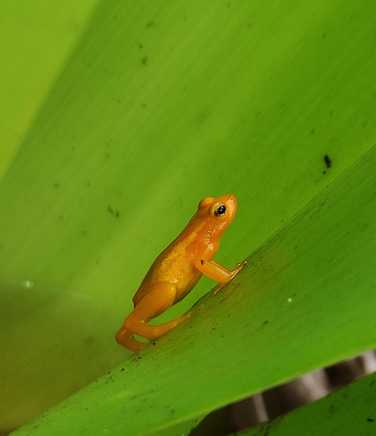 tiny-golden-frog-inside-a-tank-bromeliad