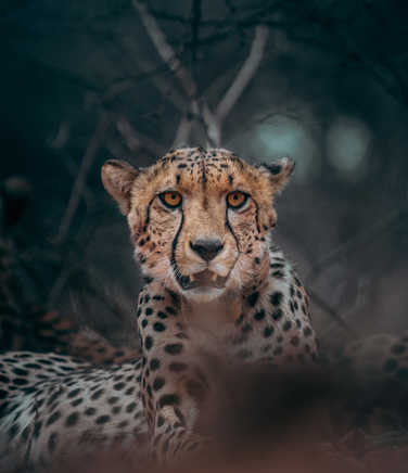 Wild cheetah in Tanzania