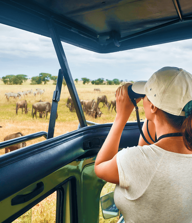 Wildebeest on Safari, Tanzania