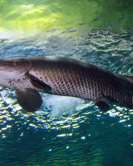 Arapaima, Guyana