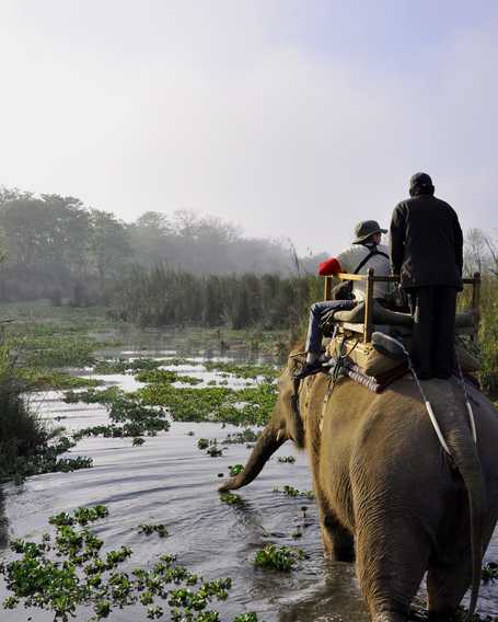Elephant during a safari in Chitwan National Park