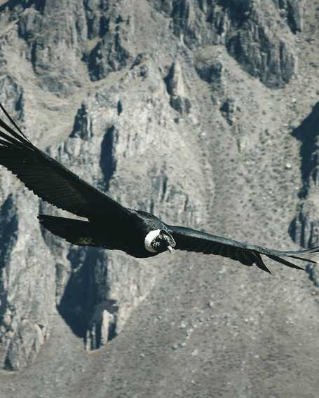 Flying condor in the Colca Canyon
