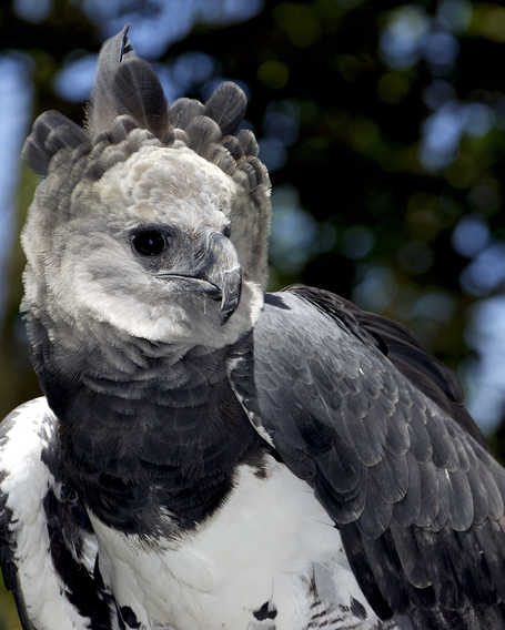 Harpy eagle Guyana