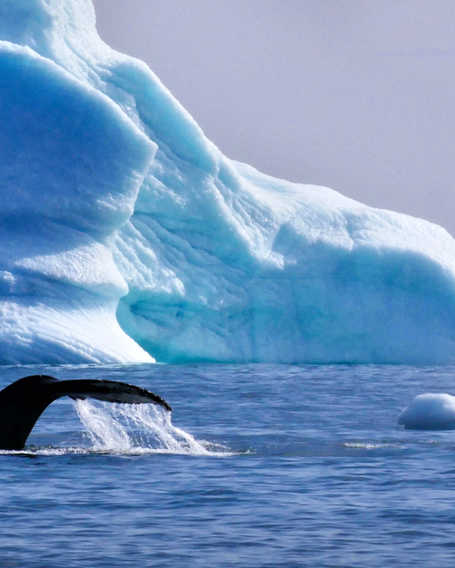 Humpback whale in Greenland