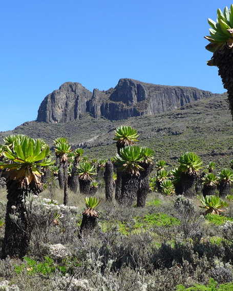 The slopes of Mount Elgon in Uganda