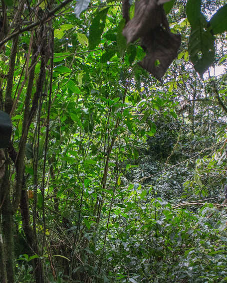 Trekking gorillas in Uganda