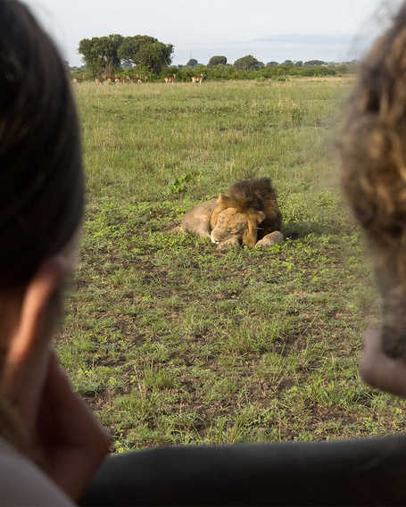 Two women watching a sleeping male lion in Uganda