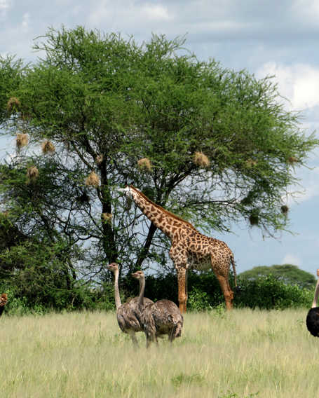Wild animals in a Tanzanian Park