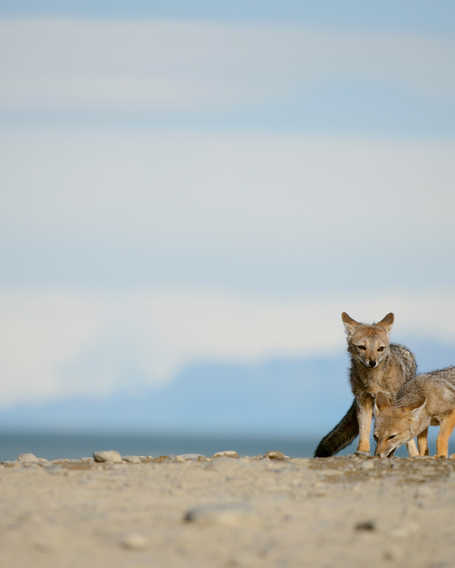 Wild foxes in Patagonia