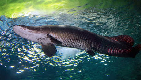 Arapaima, Guyana