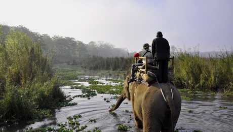 Elephant during a safari in Chitwan National Park