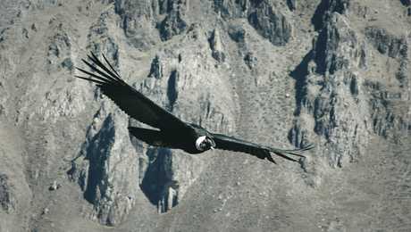 Flying condor in the Colca Canyon
