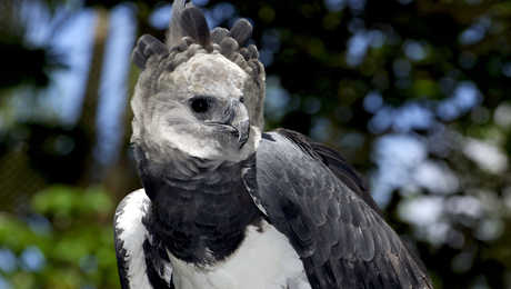 Harpy eagle Guyana