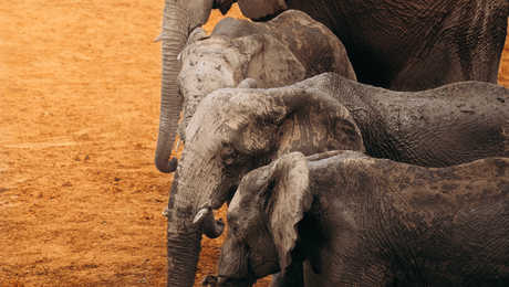 Herd of elephant in Tanzania