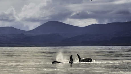 orcas in Iceland, whalewatching