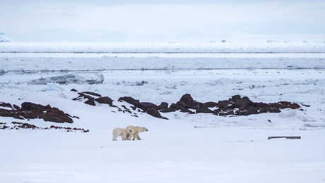 Polar bears during Winter in Svalbard