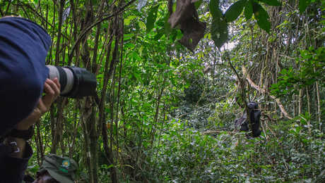 Trekking gorillas in Uganda