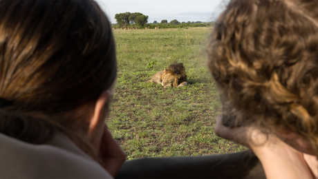 Two women watching a sleeping male lion in Uganda