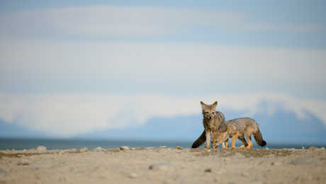 Wild foxes in Patagonia