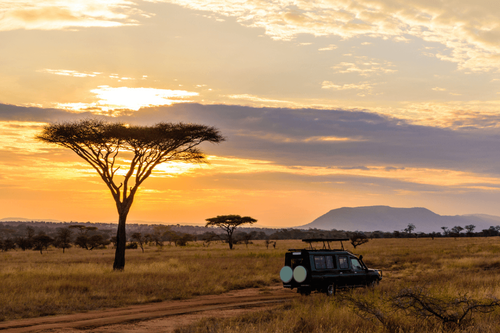 4x4 driving through safari at sunrise